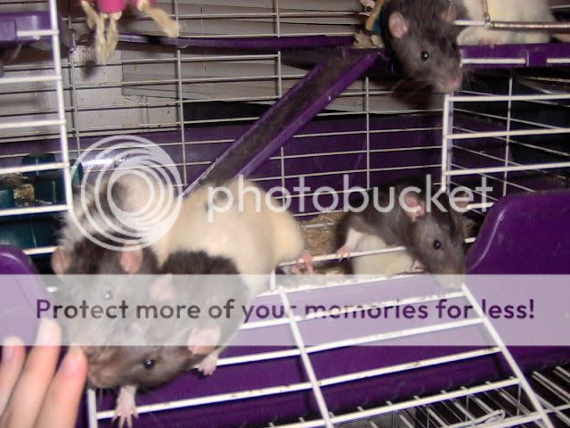 Picture682-1.jpg