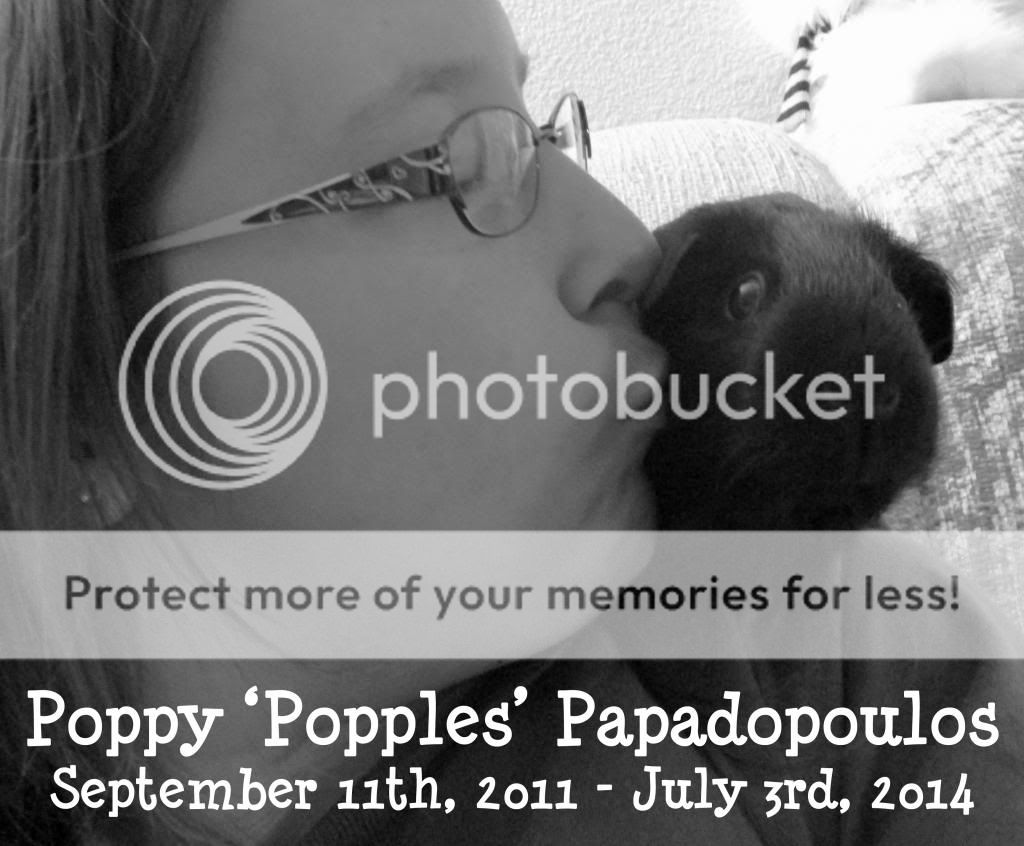 photo poppyphotofinal_zps315d2d52.jpg