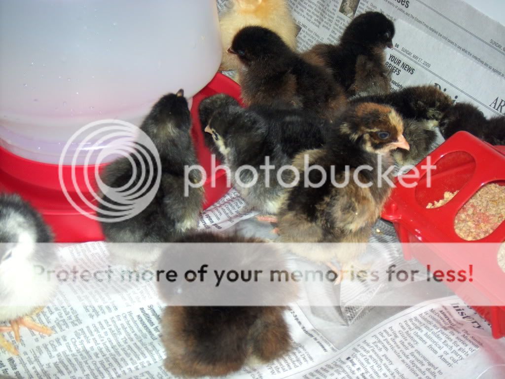 Chicks; Chickens