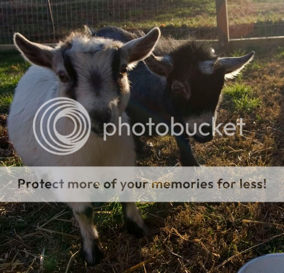 Pygmy Goats
